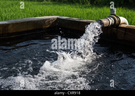 Wasser in einem Vorratstank bevor er auf einem Reisfeld für Bewässerung gepumpt wird. Andhra Pradesh, Indien Stockfoto