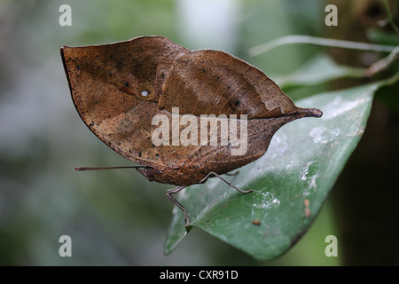 Indische Blatt Schmetterling (Kallima Paralekta), Insel Mainau, Baden-Württemberg, Deutschland, Europa Stockfoto