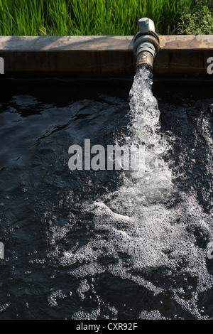 Wasser in einem Vorratstank bevor er auf einem Reisfeld für Bewässerung gepumpt wird. Andhra Pradesh, Indien Stockfoto