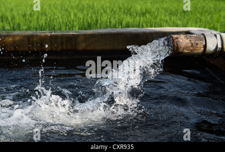 Wasser in einem Vorratstank bevor er auf einem Reisfeld für Bewässerung gepumpt wird. Andhra Pradesh, Indien Stockfoto