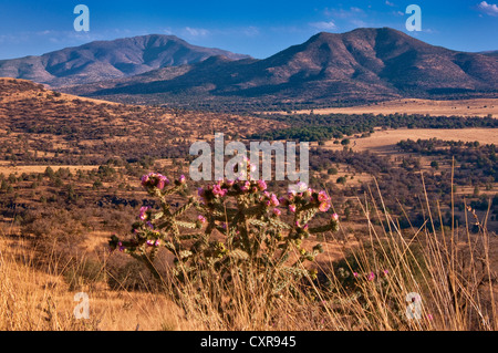 Limpia Berg- und Blue Mountain in Davis Mountains, blühende Cholla Kaktus, gesehen vom Highway 118, in der Nähe von Fort Davis, Texas, USA Stockfoto