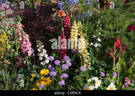 Cottage Garden farbenfrohe englische Blumengartenrandbepflanzung von verschiedenen Blumen einschließlich Lupinen Fuchshandschuhe scabiosa im Sommer Großbritannien Stockfoto