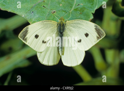 Großer weißer Schmetterling, Pieris Brassicae, settled Flügel auf ein Kohlblatt öffnen Stockfoto