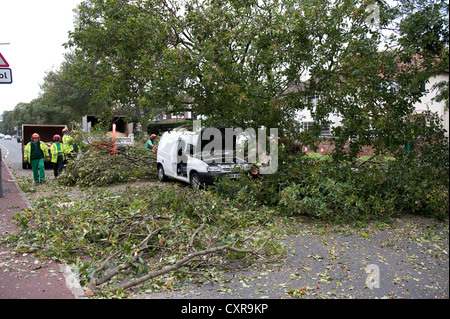 White Van erdrückt von fallenden Baum bei starkem Wind Stockfoto