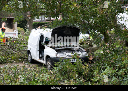 White Van erdrückt von fallenden Baum bei starkem Wind Stockfoto