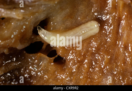 Mittelmeer-Fruchtfliege (Ceratitis Capitata) Larven in einem Pfirsichfrucht Stockfoto