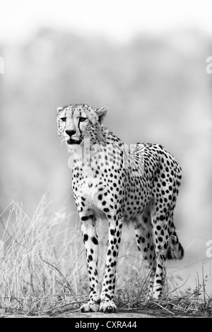 Gepard auf einem Felsen auf der Suche nach einige Beute Stockfoto