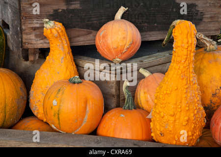 Malvern Herbst Show 2012 rustikalen Display Kürbis und Kürbis auf alten Holzkisten Stockfoto