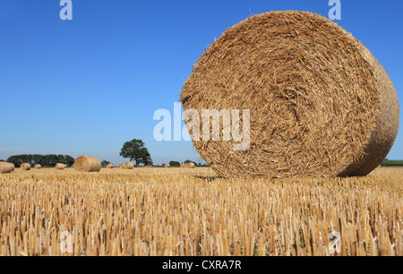 Eine Runde Strohballen sitzt auf frischen Stoppeln an einem sonnigen eingereicht mit einem klaren blauen Himmel im Hintergrund. Norfolk, Großbritannien. Stockfoto