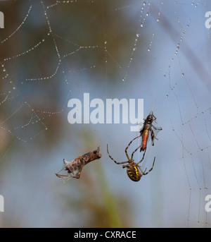 Wasp Spider (Argiope Bruennichi) in ein Spinnennetz mit zwei gefangen Woodland Grashoppers (Omocestus Art), in der Nähe von See Federsee Stockfoto