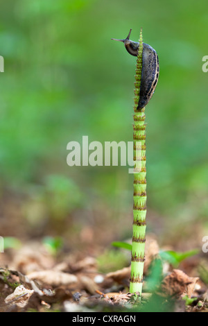 Große graue Schnecke, Leopard Slug (Limax Maximus) sitzen auf Schlange Rasen, in der Nähe von Mindelsee, Baden-Württemberg, Deutschland, Europa Stockfoto