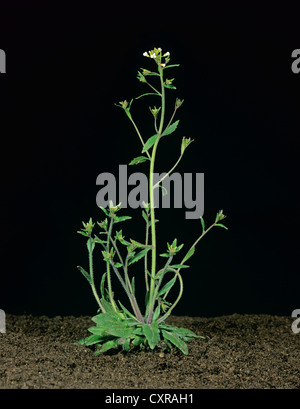 Thale Kresse (Arabidopsis Thaliana) blühende Pflanze in genetische Experimente verwendet Stockfoto