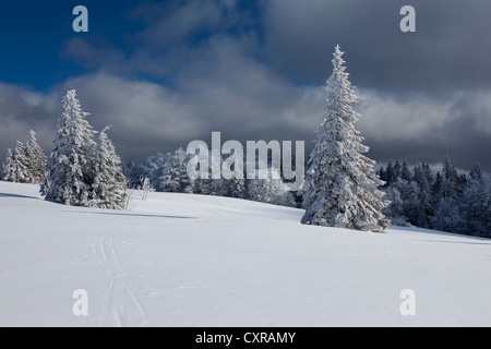 Tannen in den frischen Schnee am Berg Kandel, Schwarzwald-Gebirge in der Nähe von Freiburg, Baden-Württemberg, PublicGround Stockfoto