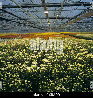 Chrysantheme Schnittblume Ernte Blüte in einem großen kommerziellen Gewächshaus Stockfoto