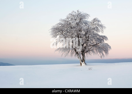 Wind-förmigen Buche mit frischem Schnee im frühen Morgenlicht Dawn, Blick auf Mt Belchen, Mt Schauinsland bei Freiburg im Stockfoto