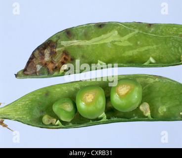 Marsh vor Ort, öffnen Sie Mangan Mangelerscheinungen auf Erbsen in pod Stockfoto
