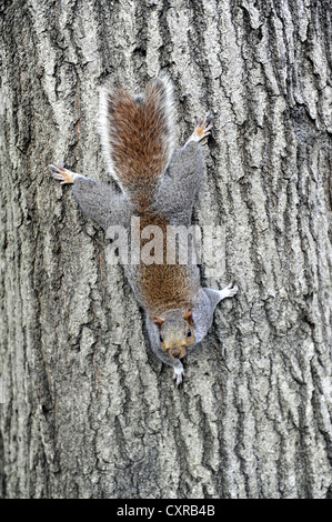 Grau oder grau-Eichhörnchen (Sciurus Carolinensis), auf einem Baumstamm im Washington Square Park, Greenwich Village, Manhattan Stockfoto