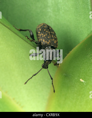 Erwachsene Dickmaulrüssler Otiorhynchus Sulcatus, eine schwere Pest von Topf und Container einige Sträucher und Zierpflanzen angebaut Stockfoto