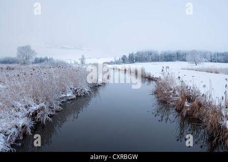 Winterstimmung mit Morgennebel am Hopfensee See, Allgäu, Bayern, Deutschland, Europa, PublicGround Stockfoto