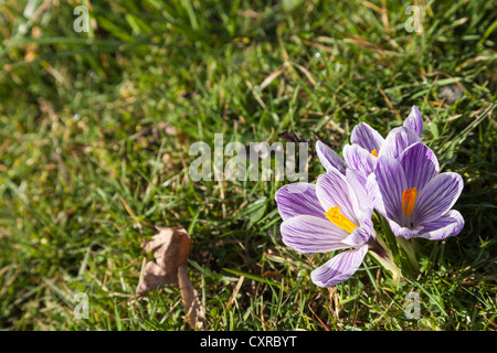 Riesige Krokusse (Crocus Vernus), "Pickwick Stockfoto