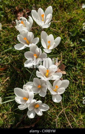 Riesige Krokusse (Crocus Vernus), 'Jeanne d' Arc Stockfoto