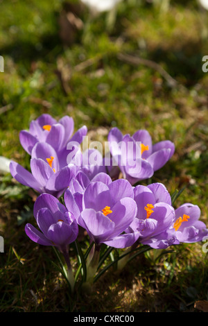 Riesige Krokusse (Crocus Vernus), "Queen of Blues Stockfoto