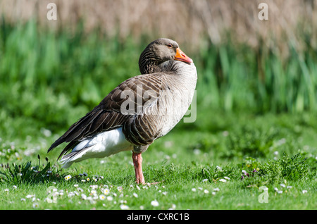 Graugans oder Graylag Gans (Anser Anser) in St James Park, London, South England, England, Vereinigtes Königreich, Europa Stockfoto