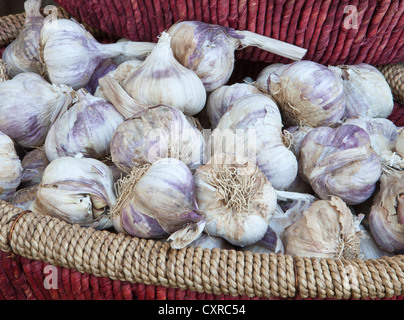 Frühe violette Wight Knoblauch von der Knoblauch-Farm auf dem Display auf Malvern Herbst Messe 2012 Stockfoto