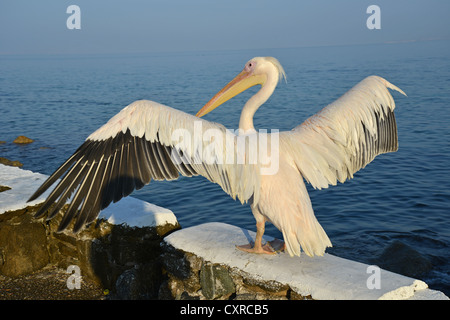 Petros II, Rosapelikan, Chora, Mykonos, Cyclades, Region südliche Ägäis, Griechenland Stockfoto