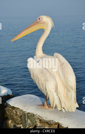 Petros II, Rosapelikan, Chora, Mykonos, Cyclades, Region südliche Ägäis, Griechenland Stockfoto