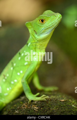 Gefiederte Basilisk, grüner Basilisk zu verdoppeln, crested Basilisk oder Jesus Christus Echse (Basiliskos Plumifrons), Weiblich, La Fortuna Stockfoto