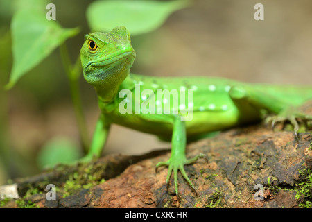 Gefiederte Basilisk, Basilisk grün, doppelt crested Basilisk oder Jesus Christus Echse (Basiliskos Plumifrons), Weiblich, auf einem Baumstamm Stockfoto