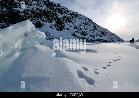 Polarfuchs verfolgt in den Fjord, Qeqertarsuaq oder Disko-Insel, Grönland, Arktis Nordamerika Stockfoto