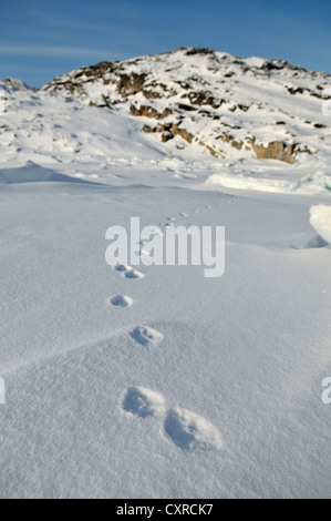 Polarfuchs verfolgt in den Fjord, Qeqertarsuaq oder Disko-Insel, Grönland, Arktis Nordamerika Stockfoto