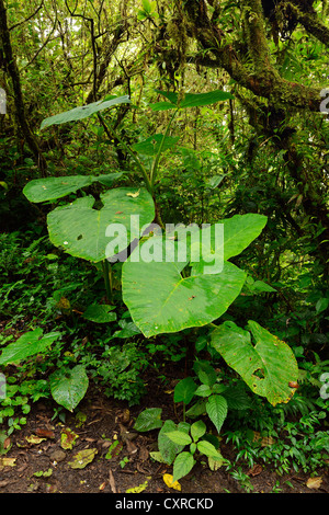 Rasur Pinsel Pflanze (Haemanthus Albiflos) in Monteverde, Costa Rica, Mittelamerika Stockfoto