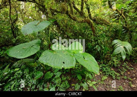 Rasur Pinsel Pflanze (Haemanthus Albiflos) in Monteverde, Costa Rica, Mittelamerika Stockfoto