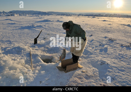 Inuit-Fischer bei der Langleinenfischerei am Ilulissat Fjord, Grönland, Arktis Nordamerika Stockfoto