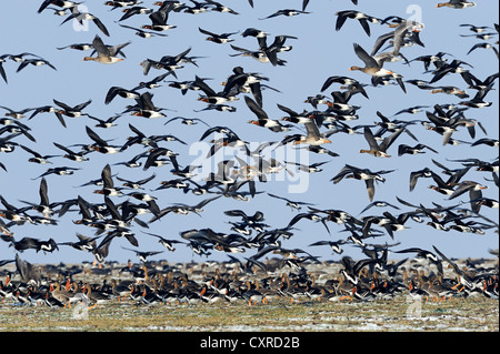 Red-breasted Gänse (Branta Ruficollis), wobei Flug, Schwarzmeerküste, Bulgarien, Europa Stockfoto