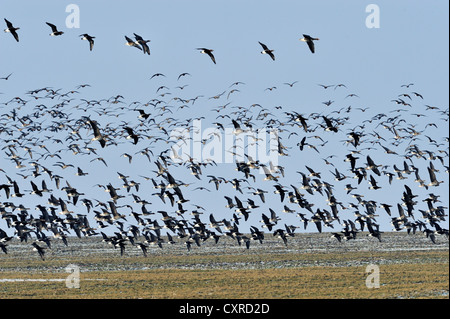 Red-breasted Gänse (Branta Ruficollis), fliegen in Formation, Schwarzmeer Küste, Bulgarien, Europa Stockfoto