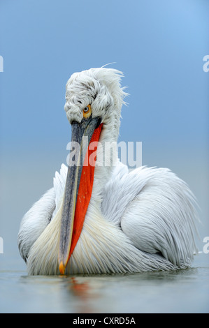 Krauskopfpelikan (Pelecanus Crispus) in der Zucht Gefieder, See Kerkini, Griechenland, Europa Stockfoto