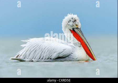 Krauskopfpelikan (Pelecanus Crispus), See Kerkini, Griechenland, Europa Stockfoto