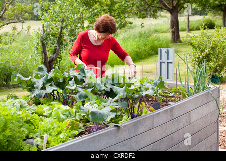 Ältere Frau, Rentner, 70-80 Jahre alt, arbeitet an einem Hochbeet in einem Garten, Bengel, Rheinland-Pfalz, Deutschland, Europa Stockfoto