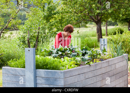 Ältere Frau, Rentner, 70-80 Jahre alt, arbeitet an einem Hochbeet in einem Garten, Bengel, Rheinland-Pfalz, Deutschland, Europa Stockfoto