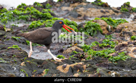 Schwärzlich Austernfischer (Haematopus Ater) mit Beute im Schnabel auf Algen bedeckten Felsen, Paracas, Peru, Südamerika Stockfoto