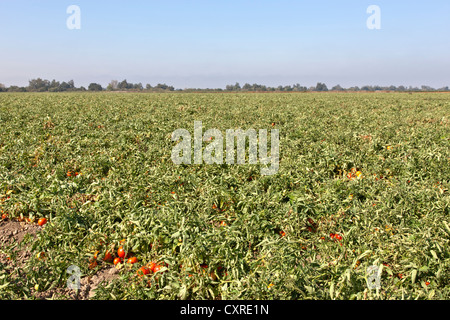 Tomaten-Feld, preharvest, Q27 Sorte. Stockfoto
