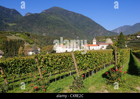 Weinberge, Kloster Neustift, Brixen, Provinz von Bolzano-Bozen, Italien, Europa Stockfoto