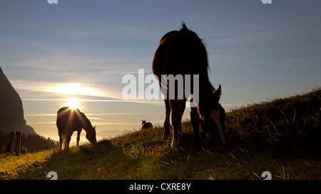 Pferde im Sonnenuntergang, Berg Schlern, Seiser Alm Alm, Dolomiten, Provinz von Bolzano-Bozen, Italien, Europa Stockfoto