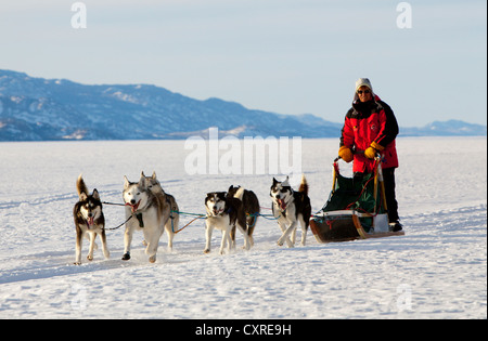 Frau, Musher laufen, fahren einen Hundeschlitten Team der Schlittenhunde, Alaskan Huskies, Bergen im Hintergrund, gefrorene Lake Laberge Stockfoto