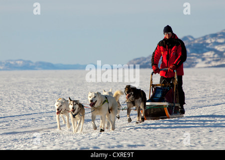 Musher laufen, führen fahren einen Hundeschlitten, Team von Schlittenhunden, zwei weiße Führer Hunde, Alaskan Huskies, Berge im Hintergrund Stockfoto