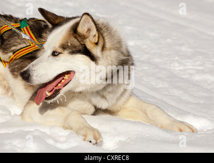 Schlittenhunde, Blei Hund, Alaskan Husky, im Gurtzeug, keuchend, Ausruhen im Schnee, gefroren Yukon River, Yukon Territorium, Kanada Stockfoto